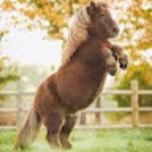 Meet your Posher, Anika marie